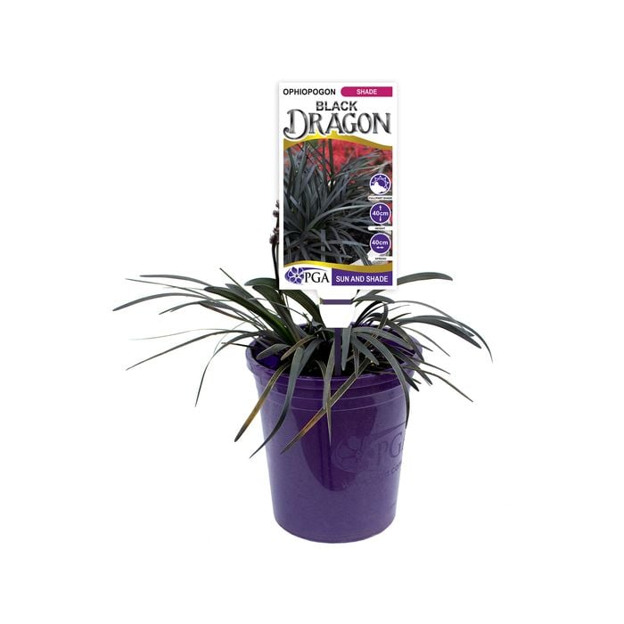 140mm Black Mondo Grass - Ophiopogon planiscapus 'Black Dragon'