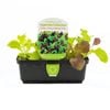 Punnet Lettuce Baby Oakleaf Mix - Lactuca sativa
