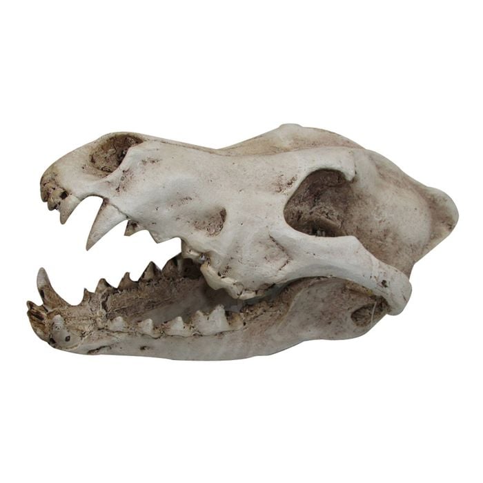 Urs Ornament Wolf Skull Reptile Enclosure Accessory