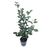200mm Camellia Knockout - Camellia floribunda