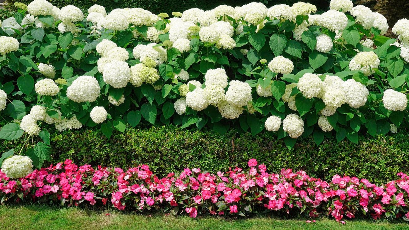 A bush of large white hydrangeas bloom behind a low hedge and a row of pink flowers along a strip of lawn.