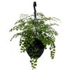 200mm Maidenhair fern - Adiantum fragrans