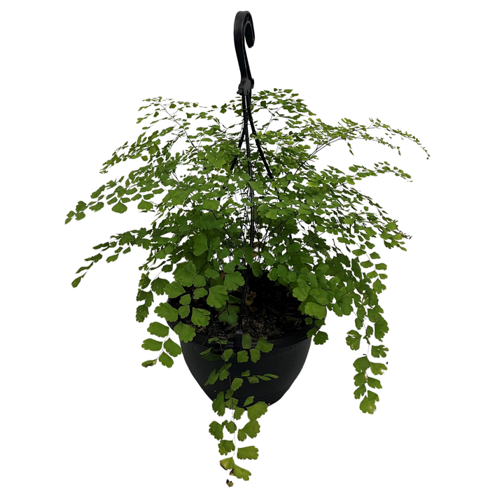 200mm Maidenhair fern - Adiantum fragrans
