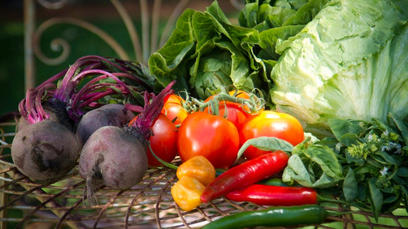 Harvested vegetables, including beetroot, tomatoes, chilli, and lettuces.