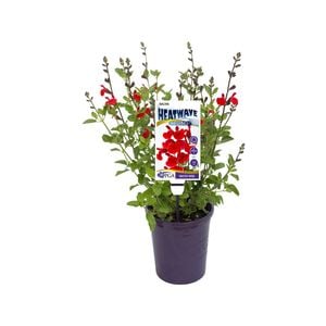 140mm Heatwave Inferno - Salvia hybrid