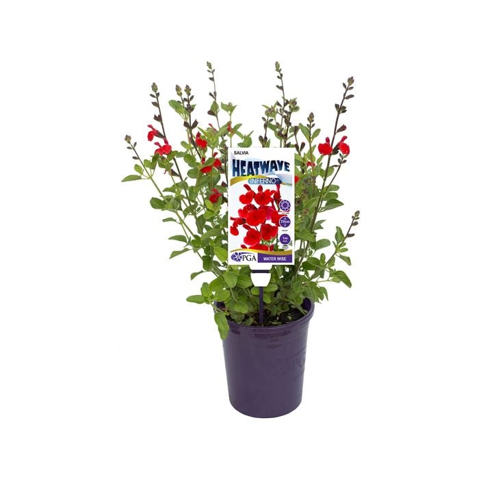 140mm Heatwave Inferno - Salvia hybrid