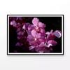 Close-Up View Of Orchid Flowers  Print 100% Australian Made 120x90cm  (Poster)
