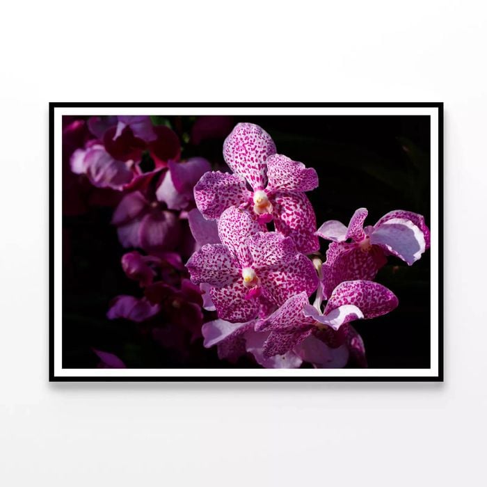 Close-Up View Of Orchid Flowers  Print 100% Australian Made 120x90cm  (Poster)