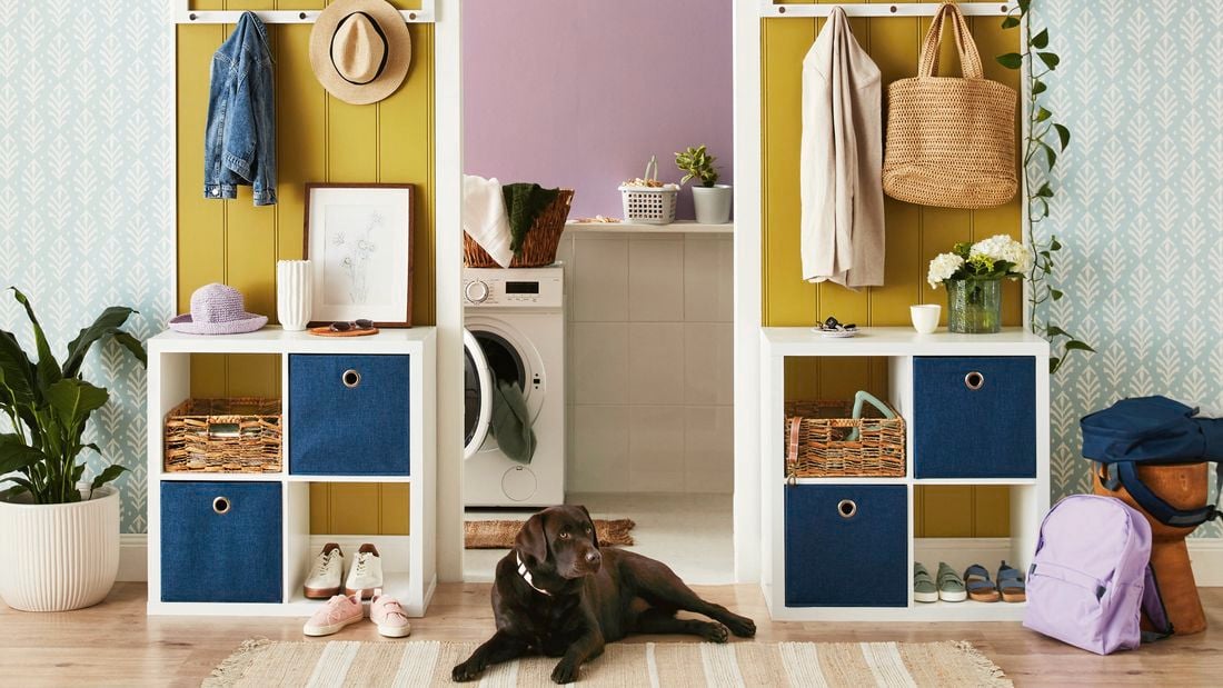 Storage cubes against a wall inside a room and a dog sitting in front.
