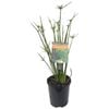 Plants for Ponds - 125mm Dwarf Papyrus