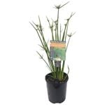 Plants for Ponds - 125mm Dwarf Papyrus