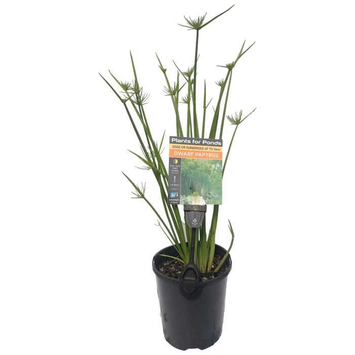 Plants for Ponds - 125mm Dwarf Papyrus