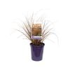 140mm Carex Rusty Fountain - Carex testacea ‘Rusty Fountain’