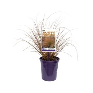 140mm Carex Rusty Fountain - Carex testacea ‘Rusty Fountain’