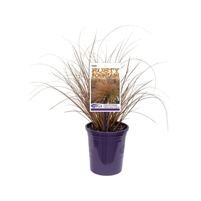 140mm Carex Rusty Fountain - Carex testacea ‘Rusty Fountain’