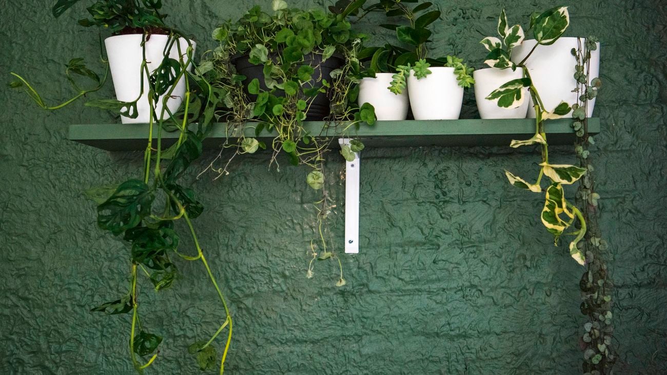 Green wall mounted shelf holding trailing plants in a small white pots