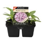 4 Cell Pentas Lavender - Pentas lanceolate