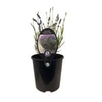 150mm Lavender Hidcote Blue - Lavender Hidcote Blue