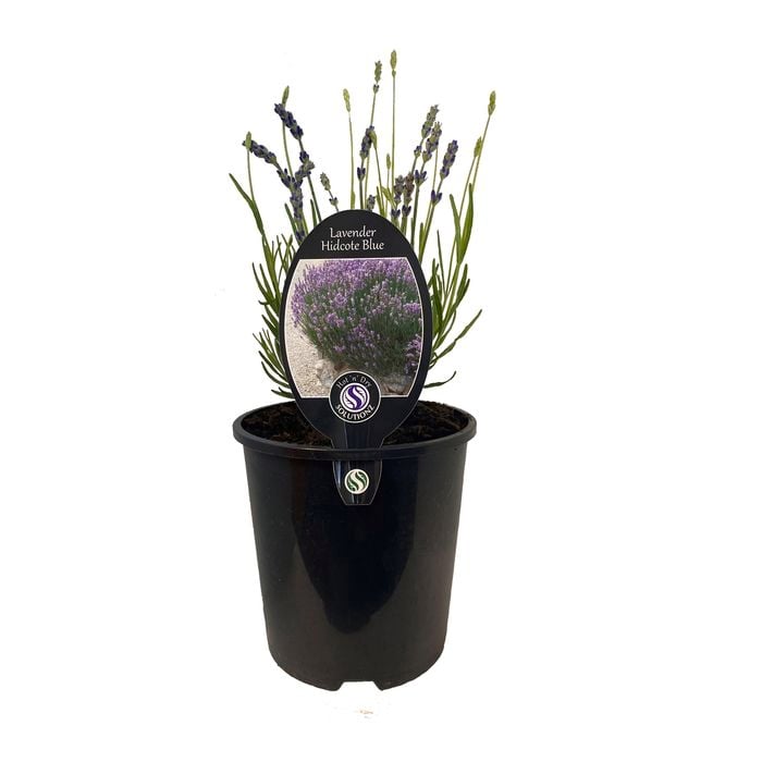 150mm Lavender Hidcote Blue - Lavender Hidcote Blue