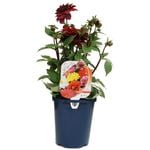 150mm Dahlia Perennial - Dahlia juarez - Garden Jewel Range