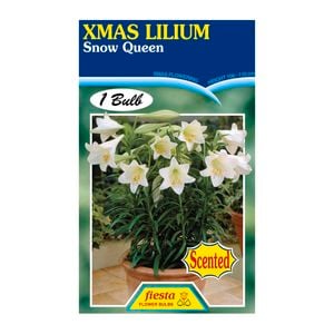 Fiesta Flower Bulbs Snow Queen Lilium Bulb