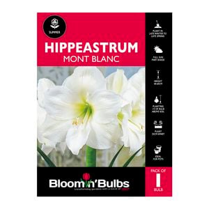 Bloomin Bulbs Hippeastrum Mount Blanc - 1 Pack