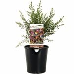 140mm Heaven Scent Boronia - Boronia megastigma Heaven Scent
