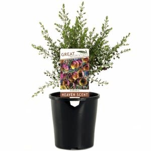 140mm Heaven Scent Boronia - Boronia megastigma Heaven Scent