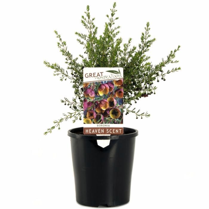 140mm Heaven Scent Boronia - Boronia megastigma Heaven Scent