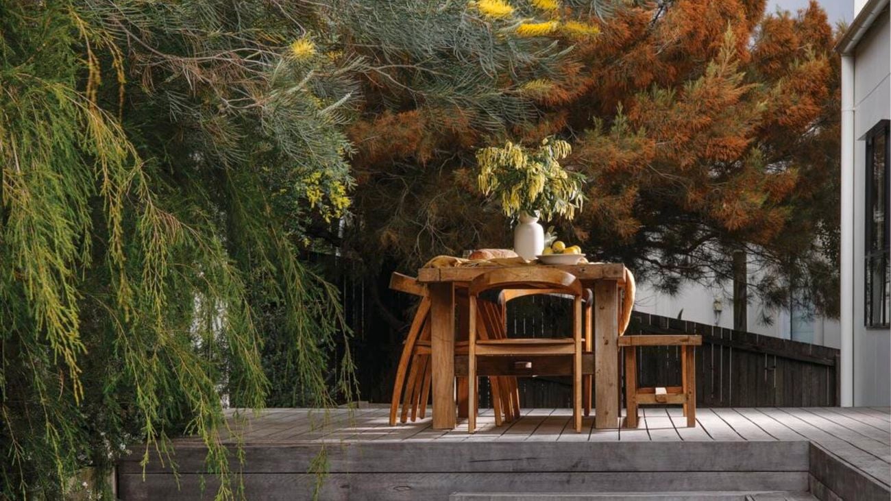 Yellow grevillea trees shading a backyard nook with a blanket and pillows on the grass.