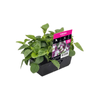 Punnet Torenia Burgundy - Torenia fournieri