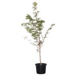 500mm Coral Bark Maple - Acer palmatum Senkaki