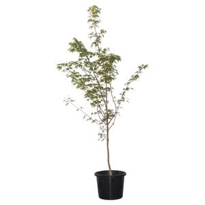 500mm Coral Bark Maple - Acer palmatum Senkaki