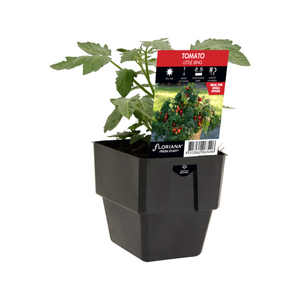 125mm Tomato Little Bing - Solanum lycopersicum