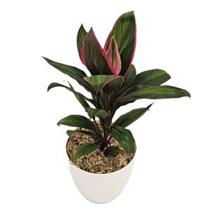 180mm Cordyline fruticosa Pink Mirage - Ti plant