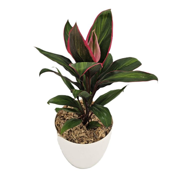 180mm Cordyline fruticosa Pink Mirage - Ti plant