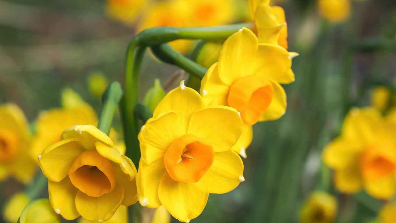 A close-up of yellow jonquil flowers