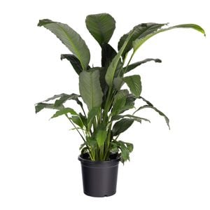 300mm Spathiphyllum Blue Moon - Spathiphyllum hybrida