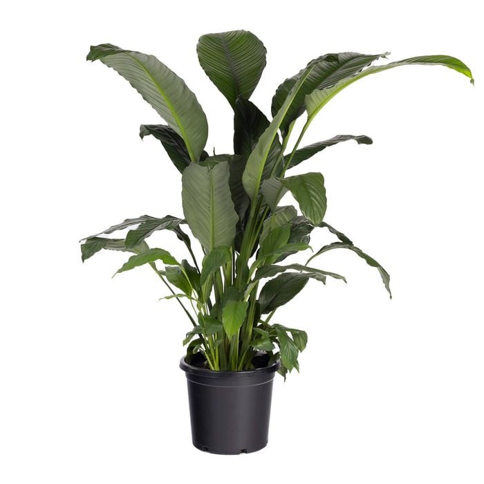 300mm Spathiphyllum Blue Moon - Spathiphyllum hybrida