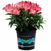 2.5L Alstroemeria Inca Coral - Peruvian Lily