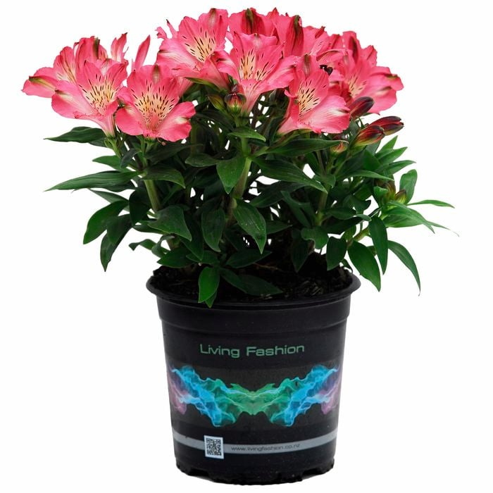 2.5L Alstroemeria Inca Coral - Peruvian Lily