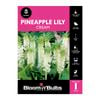 Bloomin' Bulbs Pineapple Lily Cream - 1 Pack