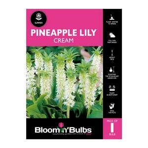 Bloomin' Bulbs Pineapple Lily Cream - 1 Pack