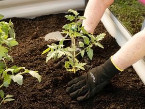 Cyclone tools being used to plant 