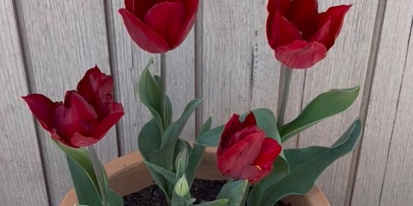<p>Red tulips outside against a wooden fence</p>