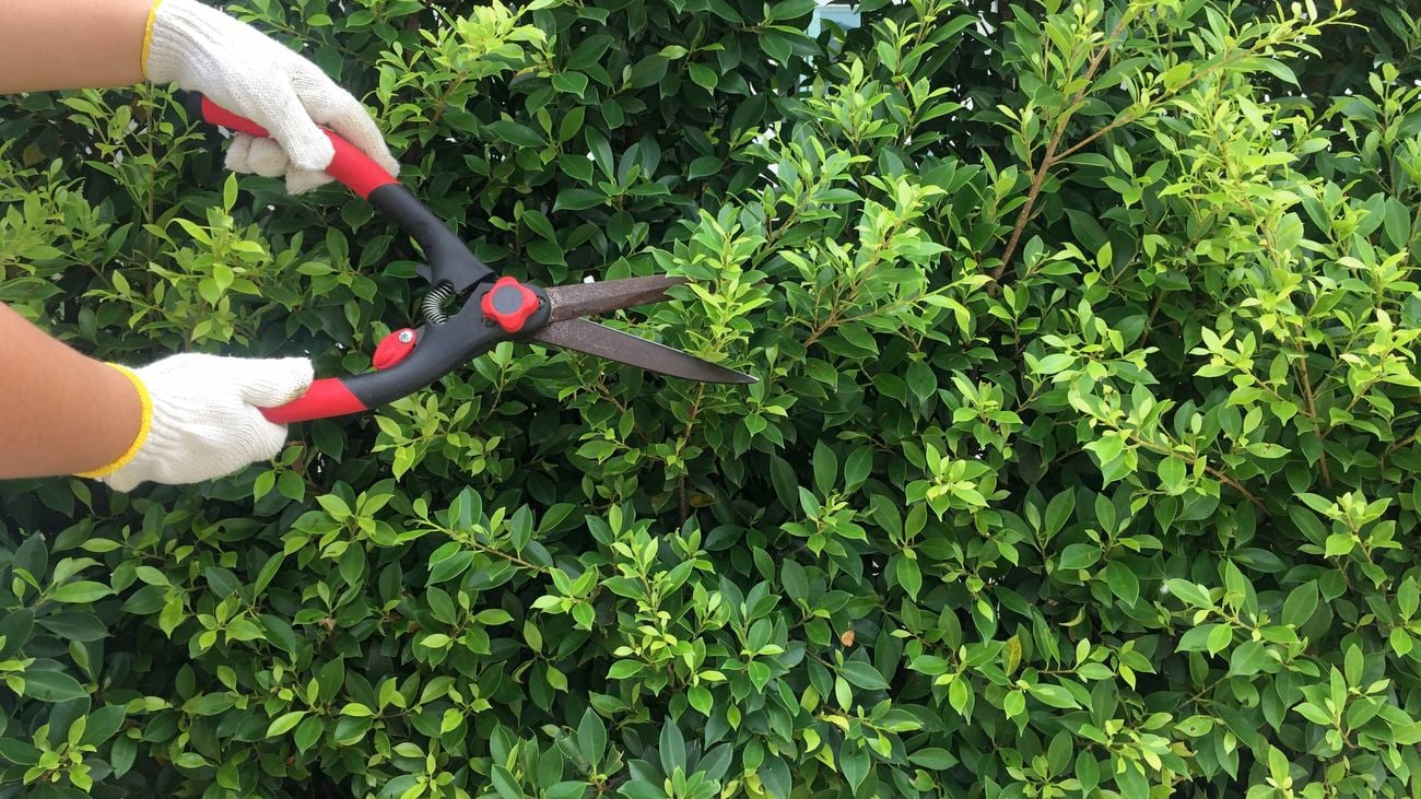 Person uses red and black shears to trim hedges