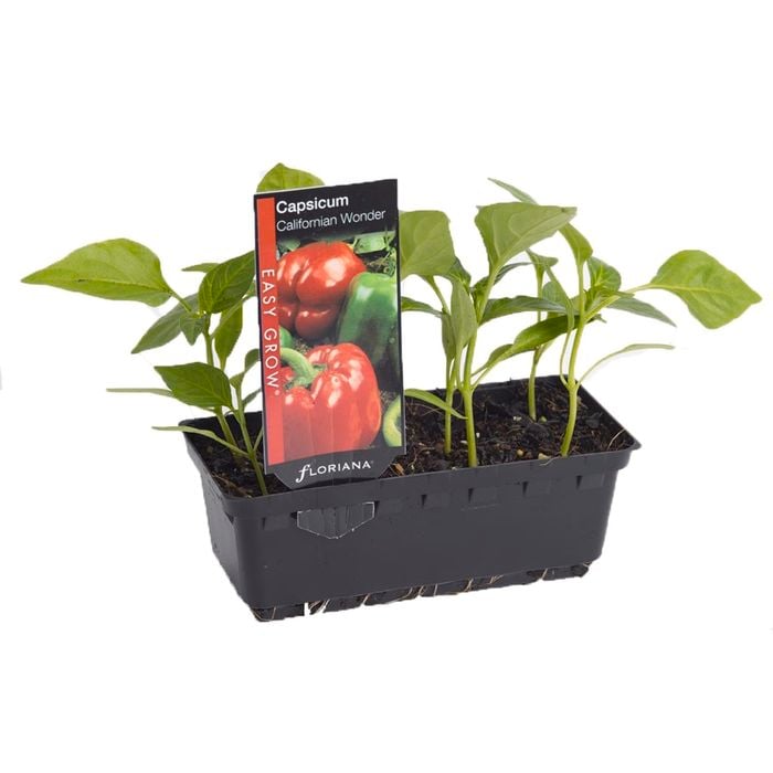 Capsicum Californian Wonder Punnet - Capsicum annuum