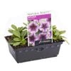 Petunia Blue Ice Punnet - Petunia hybrida