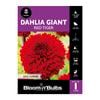Bloomin Bulbs Dahlia Giant Red Tiger - 1 Pack