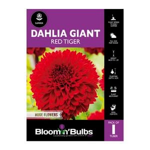 Bloomin Bulbs Dahlia Giant Red Tiger - 1 Pack